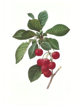 Antique illustration of a cherry engraved by Pierre-Joseph Redoute (1759 - 1840), nicknamed "The Raphael of flowers".