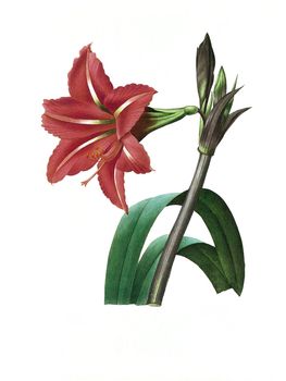 Antique illustration of a amaryllis bresilienne engraved by Pierre-Joseph Redoute (1759 - 1840), nicknamed "The Raphael of flowers".