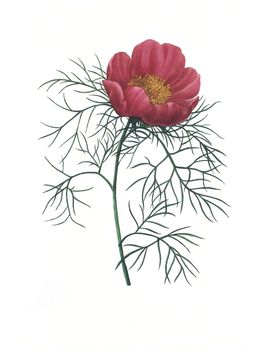 Antique illustration of a peonia engraved by Pierre-Joseph Redoute (1759 - 1840), nicknamed "The Raphael of flowers".