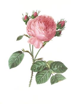 Antique illustration of a rosa centifolia engraved by Pierre-Joseph Redoute (1759 - 1840), nicknamed "The Raphael of flowers".