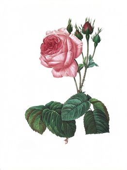 Antique illustration of a rosa centifolia bullata engraved by Pierre-Joseph Redoute (1759 - 1840), nicknamed "The Raphael of flowers".