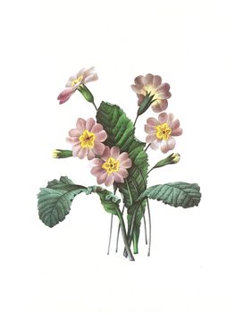 Antique illustration of a primevere engraved by Pierre-Joseph Redoute (1759 - 1840), nicknamed "The Raphael of flowers".