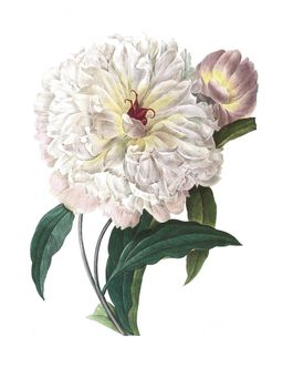 Antique illustration of a peonia engraved by Pierre-Joseph Redoute (1759 - 1840), nicknamed "The Raphael of flowers".