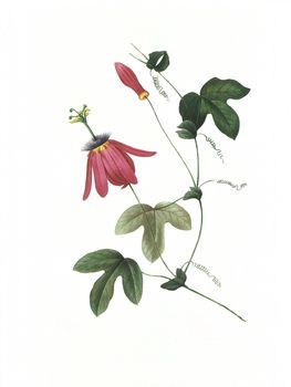 Antique illustration of a passiflora engraved by Pierre-Joseph Redoute (1759 - 1840), nicknamed "The Raphael of flowers".