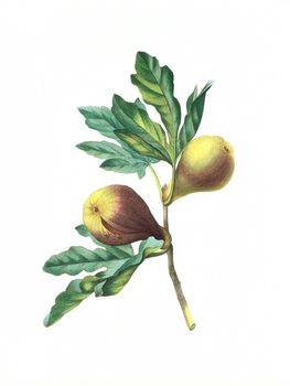 Antique illustration of a figue violette engraved by Pierre-Joseph Redoute (1759 - 1840), nicknamed "The Raphael of flowers".