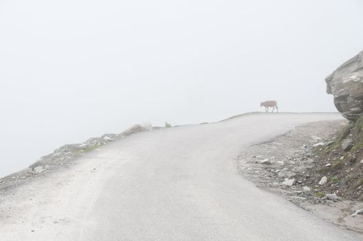 Lonely calf on a mountain road in mystic fog
