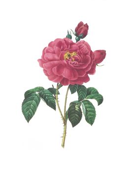 Antique illustration of a rose simplex engraved by Pierre-Joseph Redoute (1759 - 1840), nicknamed "The Raphael of flowers".