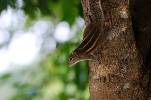Curious downy chipmunk on tree. Selective focus on the eye.
