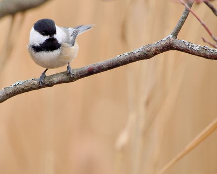 A black-capped chickadee perched on a tree branch.