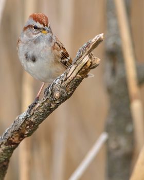 A tree sparrow perched on a tree branch.