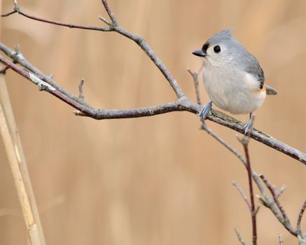 Tufted titmouse perched on a tree branch.