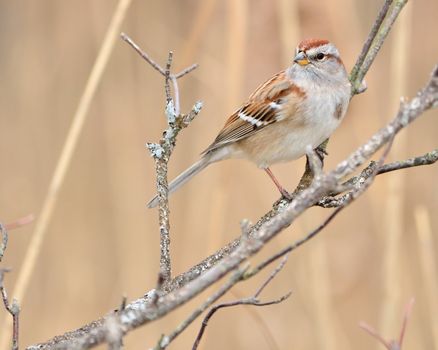 A tree sparrow perched on a tree branch.