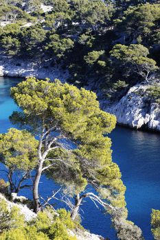 beautiful mediterranean coast with firs in France