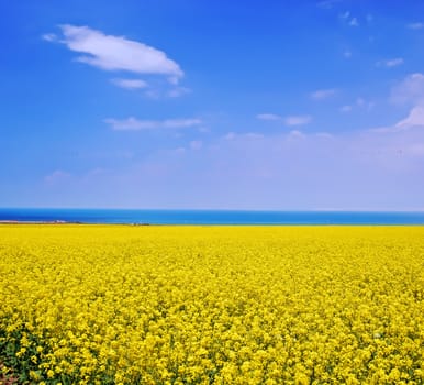 Taken in the Qinghai  lake of China's