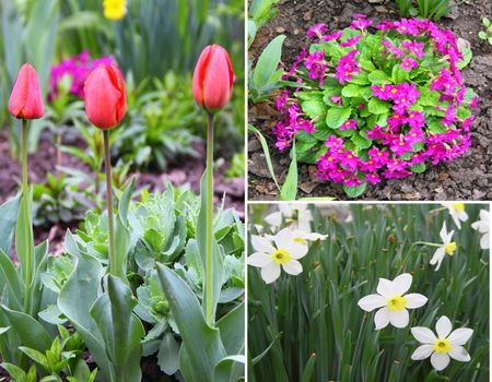 Collage of spring flowers, tulips, daffodils, primroses