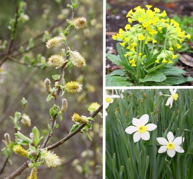 Spring collage of flowers and flowering branches