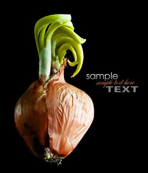 Bulb onions with green leaves on a black background