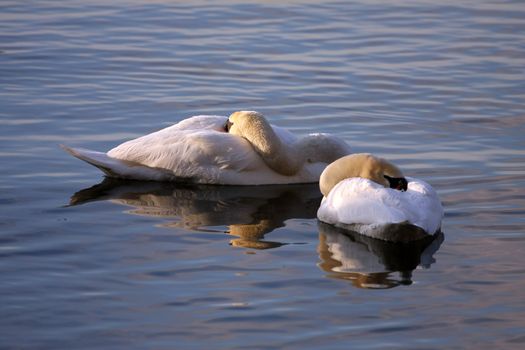Mute Swan Cygnus olor resting in early morning sun