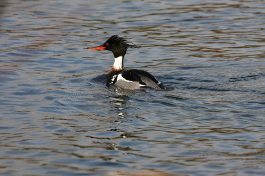 Red-breasted Merganser Male in early spring in sun
