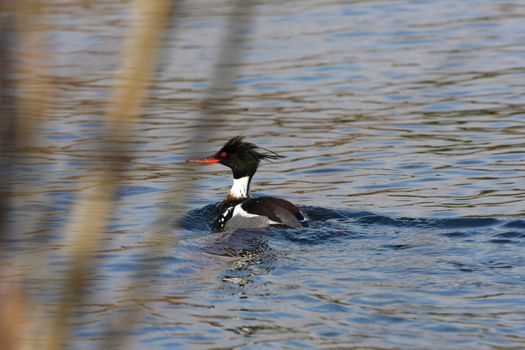 Red-breasted Merganser Male in early spring in sun