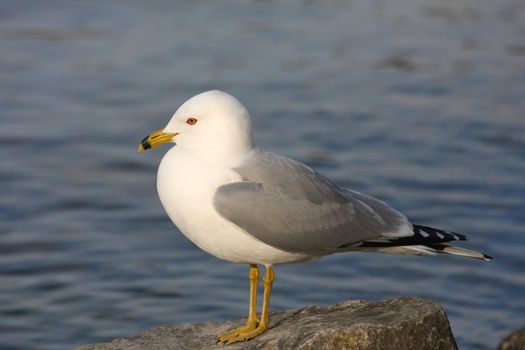 Ring-billed Gull Larus delawarensis on shore of lake in sun