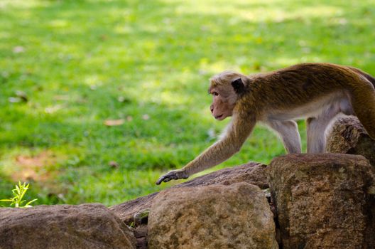 Attentive walking wild monkey with grass on background.
