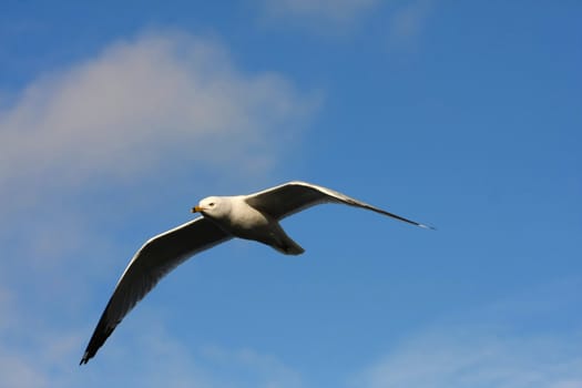 Ring-billed Gull Larus delawarensis in flight sky background