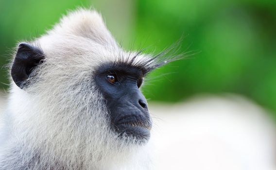 Portrait of very serious wild monkey. Selective focus on eyes.