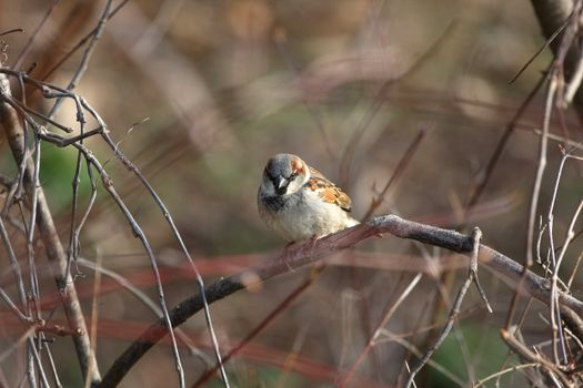 Sparrow House Passer domesticus male looking for food