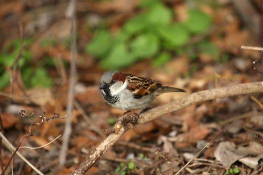 Sparrow House Passer domesticus male looking for food