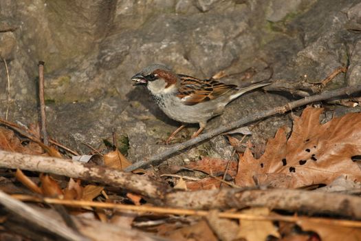 Sparrow House Passer domesticus male looking for food