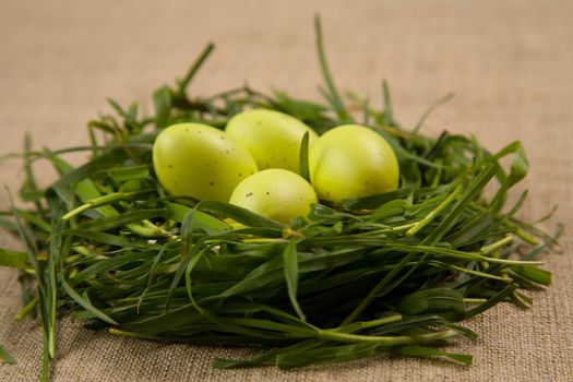 Close-up of grass nest with eggs, selective focus  