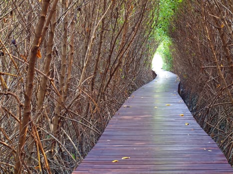 Boardwalk underpass of dead trees to the otherworldly of deep forest