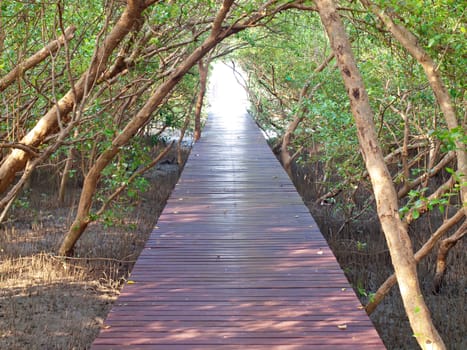 Boardwalk underpass of trees to the otherworldly of deep forest