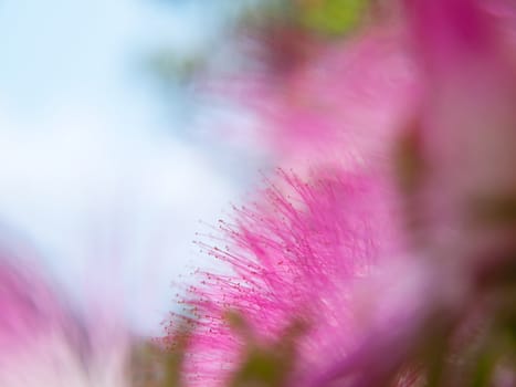 Extreme closeup pink powderpuff blooming like dream(Calliandra surinamensis, Family Mimosaceae, common names Pink Powder Puff, Pompon De Marin, Surinam Powderpuff, Surinamese Stickpea)