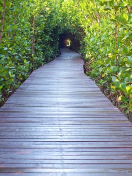 Boardwalk underpass of trees to the otherworldly of deep forest