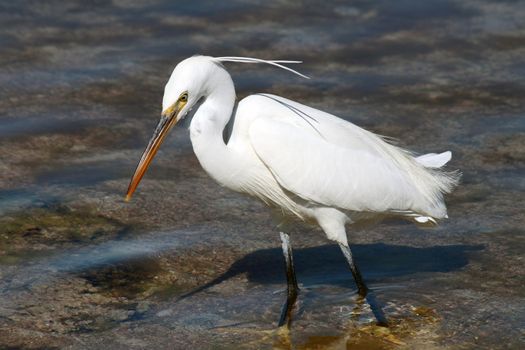 A white bird hunting for fish in Sharm El Sheikh, Egypt