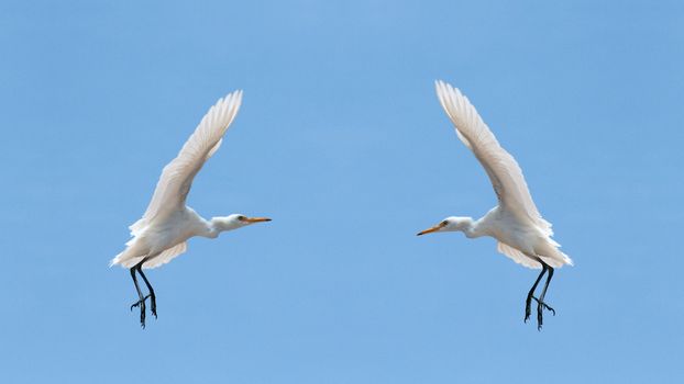 Two white birds in the sky of Sharm El Sheikh, Egypt