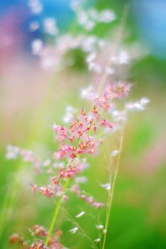 Pink flowers in spring background