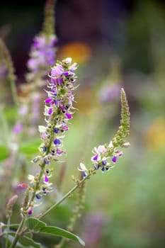 Purple flower in grasses