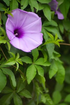 Purple flower in grasses