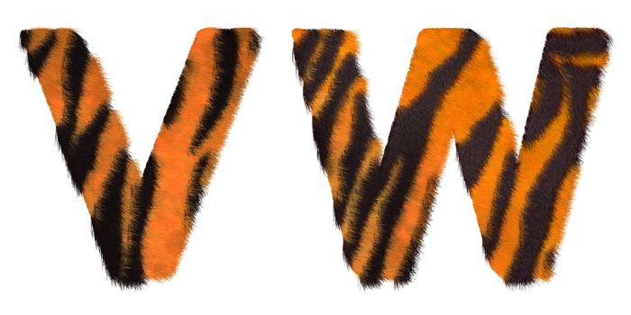 Tiger fell W and V letters isolated over white background