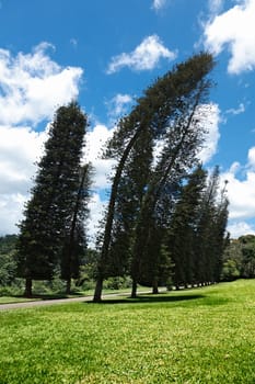 Crooked Cook Pines (Araucaria columnaris) in Peradeniya Botanical Gardens. Kandy, Sri Lanka