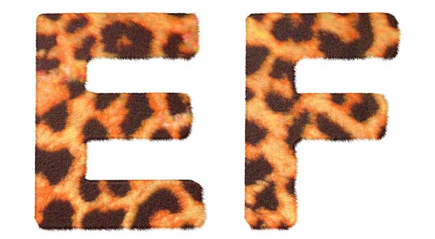 Leopard fur E and F letters isolated over white background