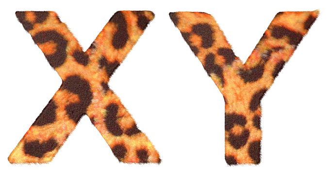 Leopard fur X and Y letters isolated over white background