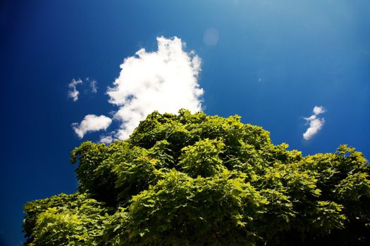 Blue sky and green foliage, summer time 