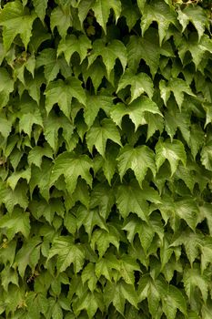 Green leaves natural background 