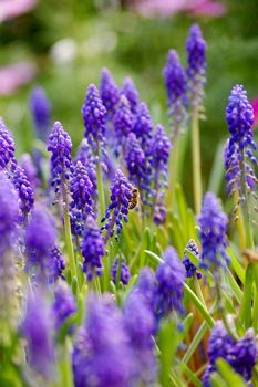 Grape hyacinth with bee in spring
