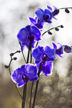 Beautiful violet orchid, phalaenopsis