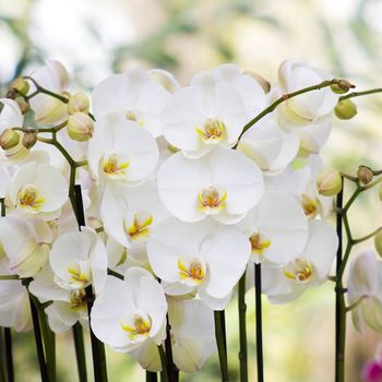 White orchid flowers - phalaenopsis